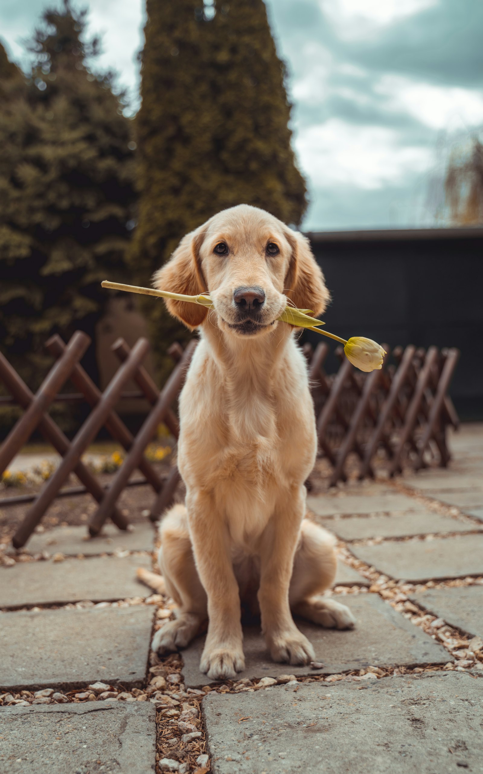 Imagen de referencia para Salud animal
